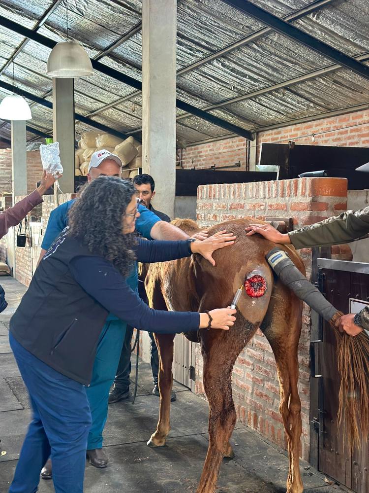 Práctica de ozonoterapia en un caballo