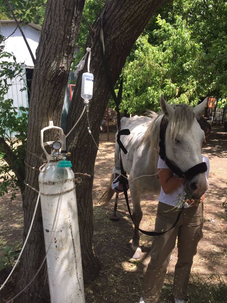 Equino recibiendo suero ozonizado